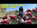 DI ARAB BUAH KAKTUS AJA ENAK DI MAKAN