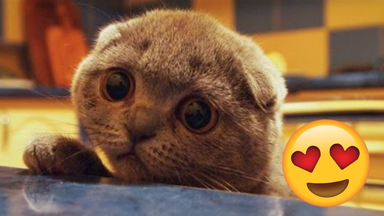 Funniest Cat 😺Video 2019 - Vine Cats Compilation 2019