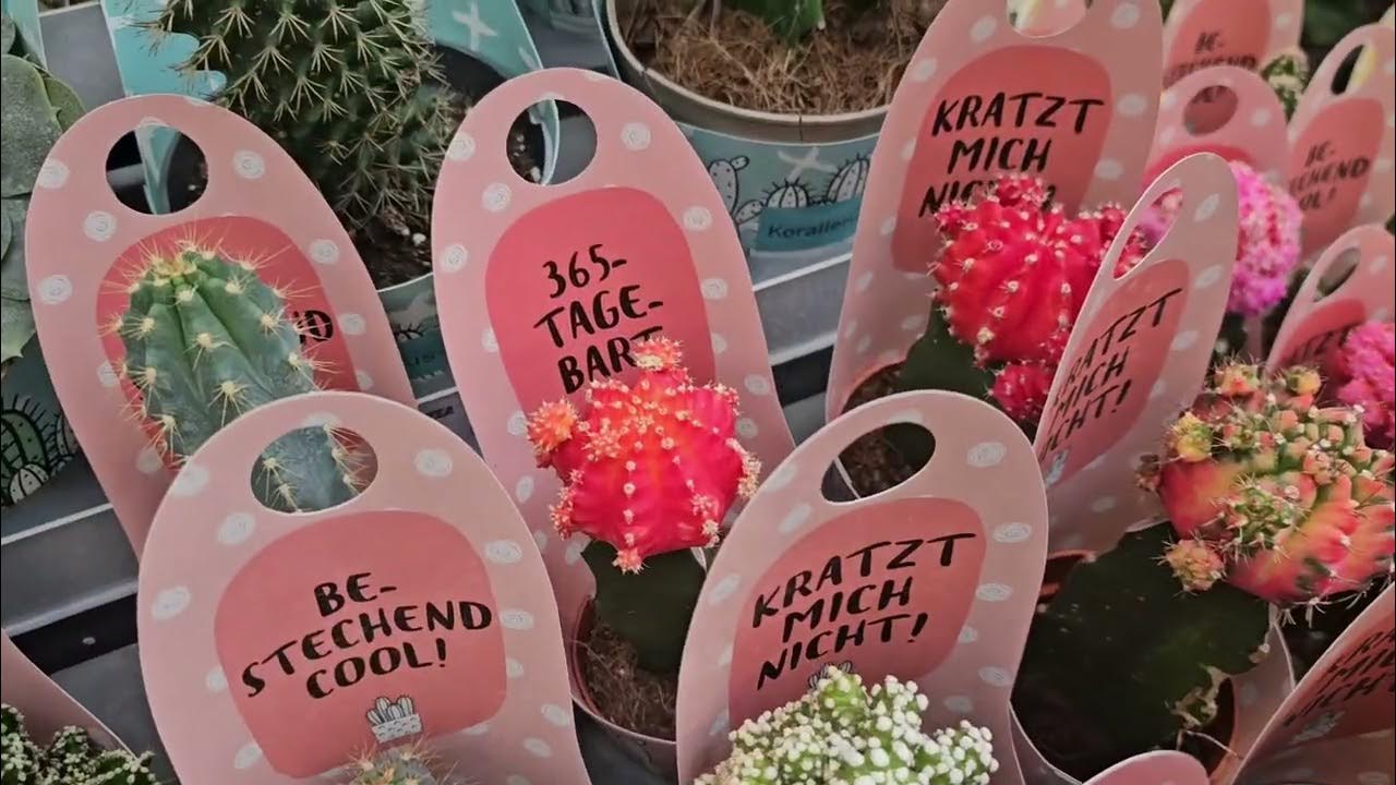 КОМНАТНЫЕ РАСТЕНИЯ.МАГАЗИН В ГЕРМАНИИ КОМНАТНЫЕ РАСТЕНИЯ#цветы #влог # ...