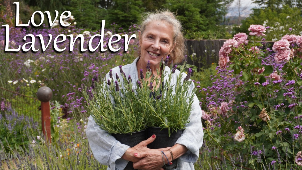 Fall in 💜 with Lavender - Easy Tips on Growing Garden Bliss 💜 