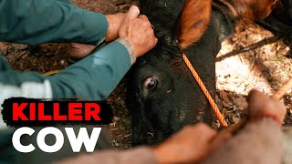 The dark reality of this cow's pregnancy by Peepal Farm 72,898 views 6 months ago 2 minutes, 48 seconds