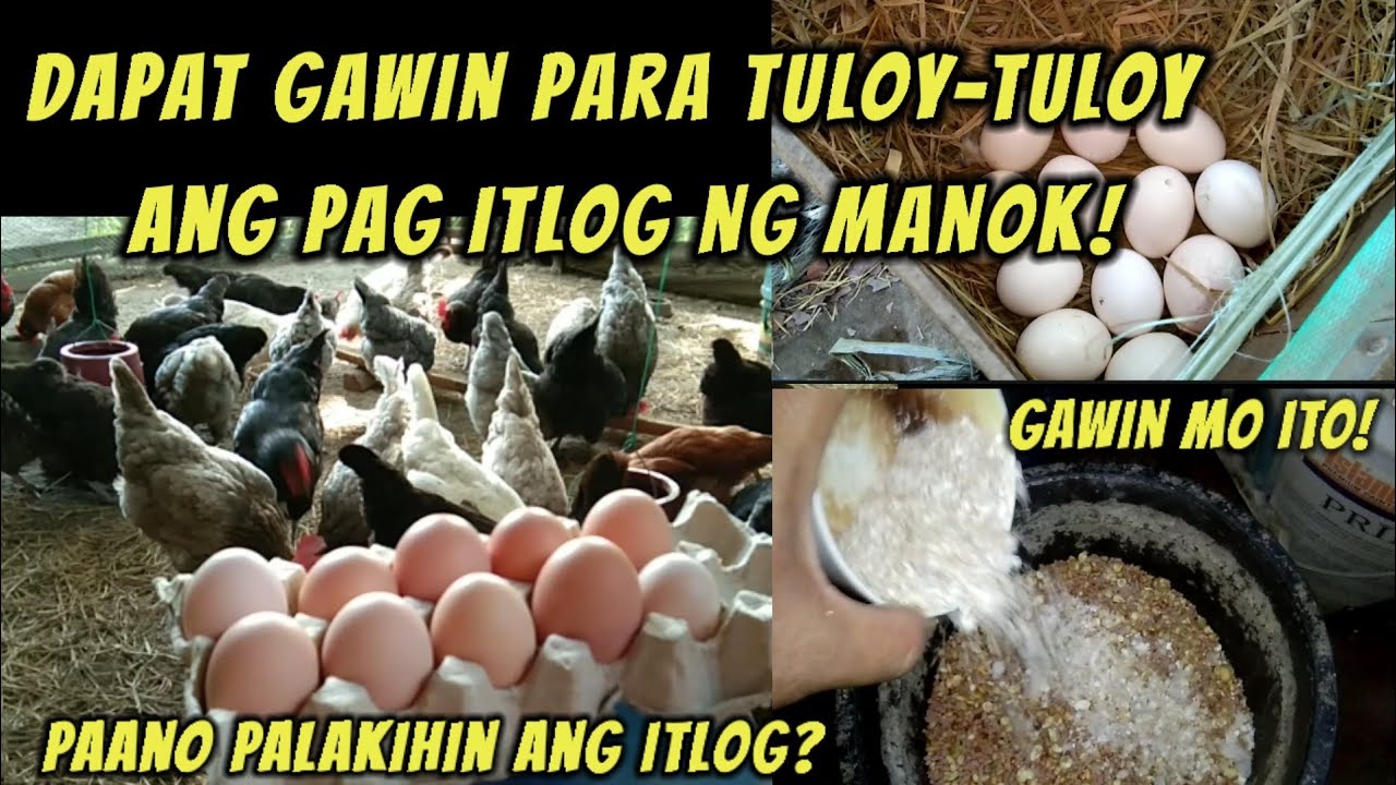 Mga dapat gawin para tuloy-tuloy ang pangigitlog ng manok | Paano