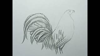 cómo dibujar un gallo con lápices de grafito - thptnganamst.edu.vn