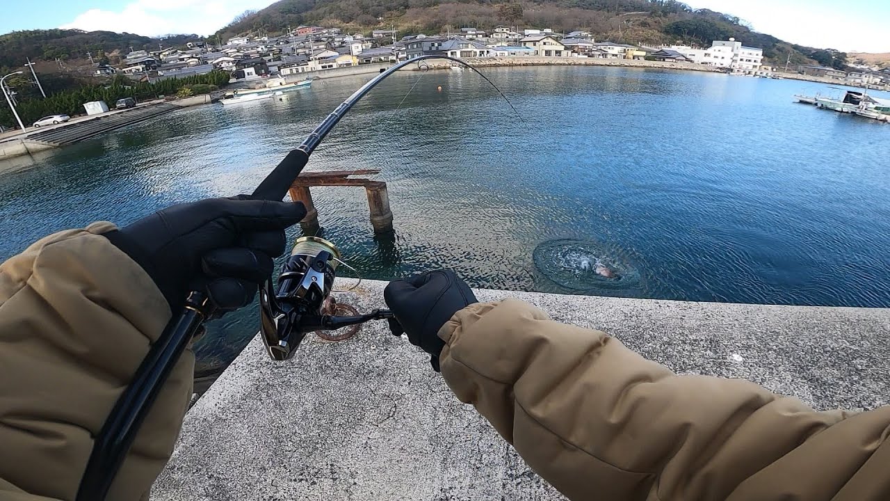 【こんなところで!？】水深の浅い港で、デカい高級魚が釣れました