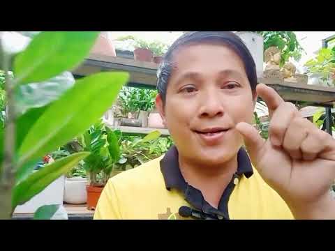 Video: Mẹo Tưới Nước Cho Cây Mới - Cách Tưới Nước Cho Vườn Cây Mới