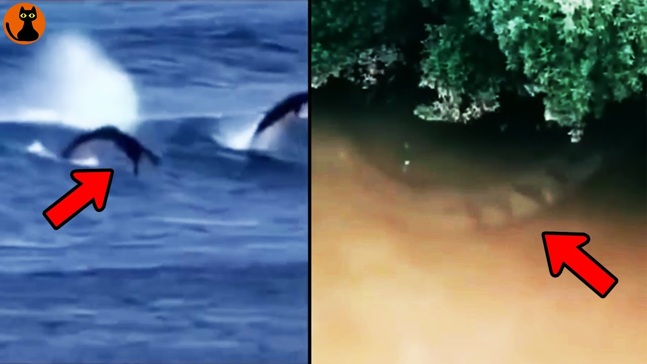 アマゾンの奥地で怪物級の大蛇に遭遇...世界中で撮影された最新未確認生物UMA８選