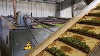 Hopfenernte in Moosbach (Spalt) 13.09.2025