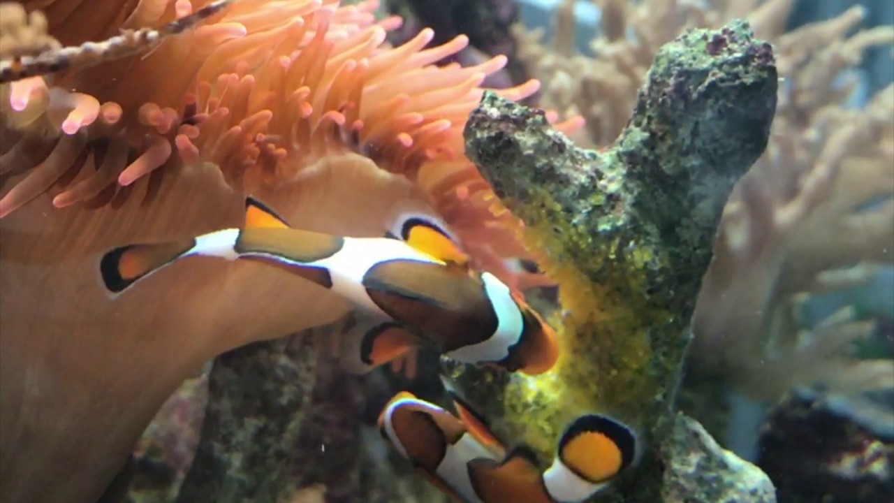 Ponte Des Poissons Clowns Aquariophile Facile En Eau Douce Et Marine