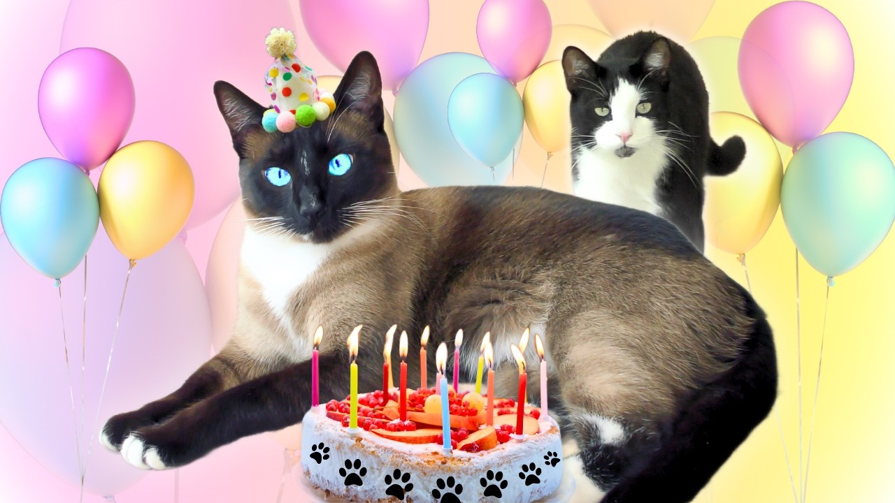 CAT VOICE OVER COMPILATION:  Sweet Moments | Episode 12