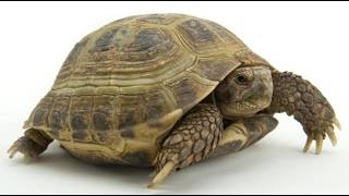 #tortoise | #tortoiselove | #tortoisevideo | #tortoisefacts | #animals | #animalkingdom | #animal