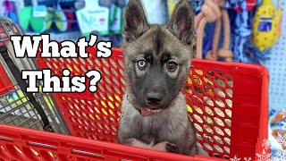 How Does My Husky Puppy Do At the Store?