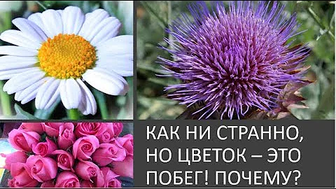 1. Как ни странно, но цветок — это побег! Почему?