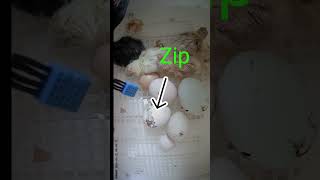 Pip, Pip, Zip #chickens #hatching #4h #Chickenhatching