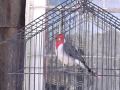 cardenal copete rojo (cantando)