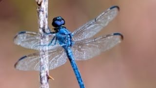 Dragonfly Medicine