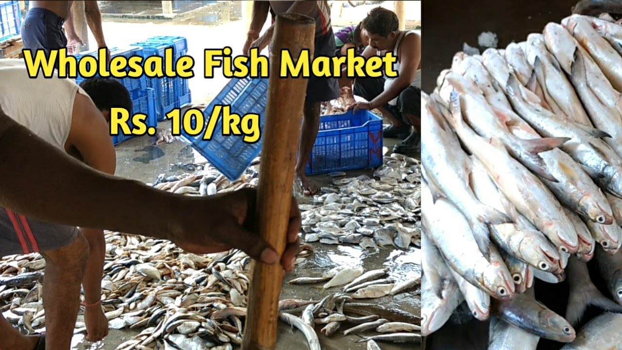 Wholesale fish market  Dhamara  World largest Fish Market