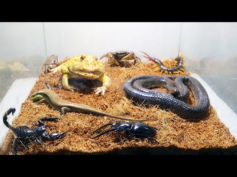 Black Snake Scorpion Crab Lizards Beetles Centipede Pacman Frog