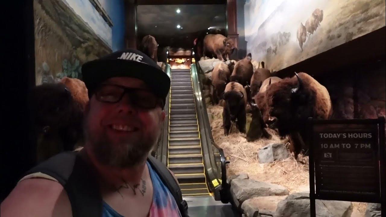 Exploring Wonders Of Wildlife National Museum | Lots Of Taxidermy