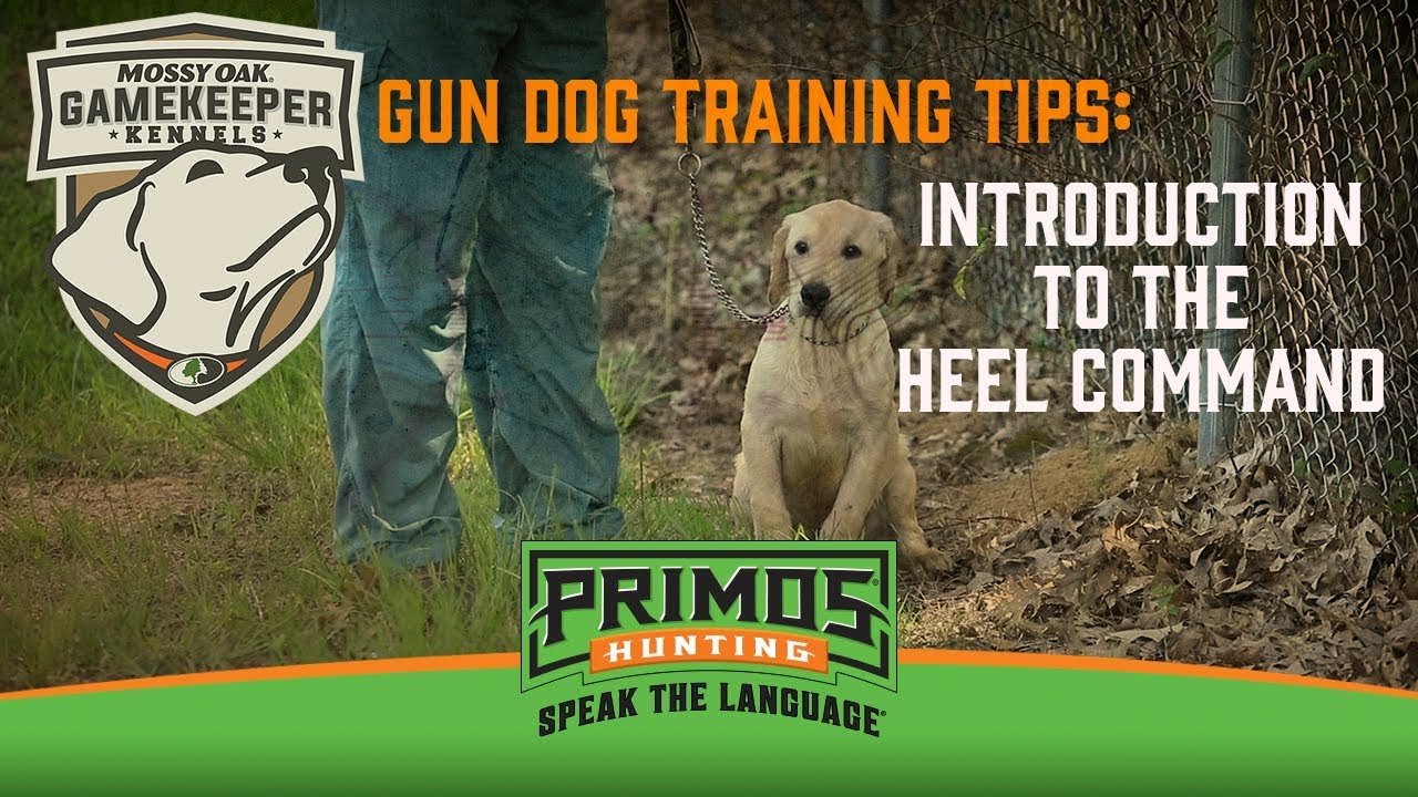 Dave's Gun Dog Training Article—Tweaking a Dog Into a Perfect Retrieve