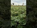 broad beans farming