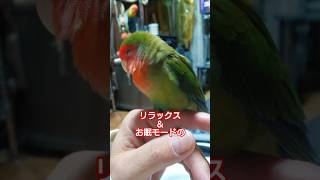今日もお疲れ(о´∀`о) #コザクラインコ#小桜インコ#shorts#lovebird#ラブバード