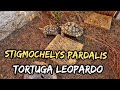 tortuga leopardo pardalis alimentación, recinto exterior y subespecies