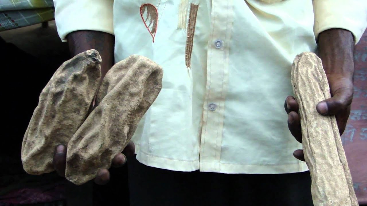 African Medicinal Species adopted by Indian Traditional Healers-201