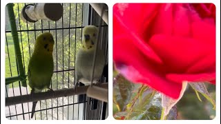 Good morning birds 🌞🐦🐤😍🧿🌹☀️🙏🏻🕉️🙏🏻#pets #birdslover #budgiesounds #bird #parakeet by Babita Sharma 89 views 1 month ago 2 minutes, 12 seconds