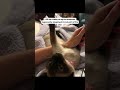 My cat's daily routine is somehow more productive than mine. #cat #catlover #catmom