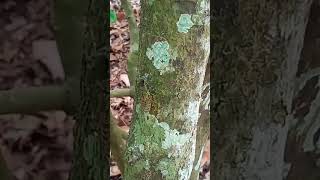 Download Lagu INDAHNYA SUARA GARENG PONG  #vidioviral #fypシ゚viral #fyp #GARENGPONG #gareng MP3