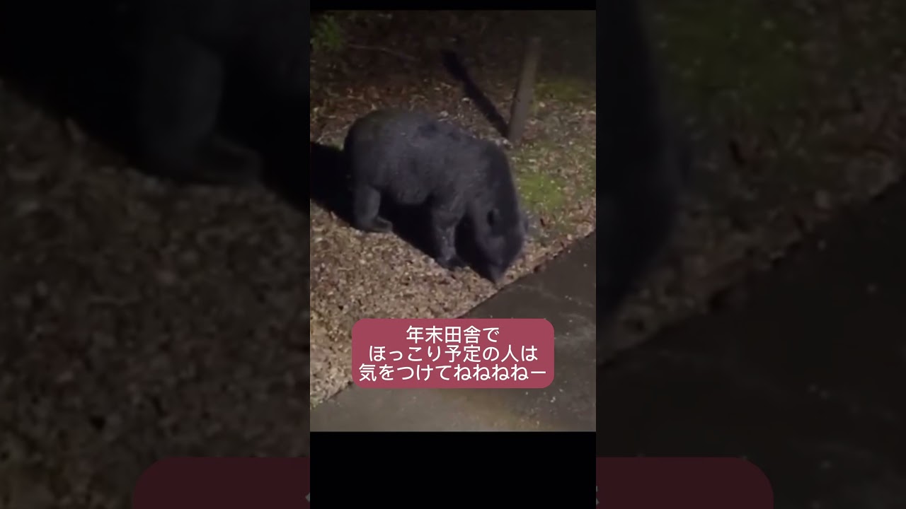 森の熊から町の熊さんへ...