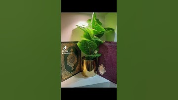 ١٢ نوفمبر ٢٠٢٢تلاوة خاشعة الشيخ ريان المحيسني