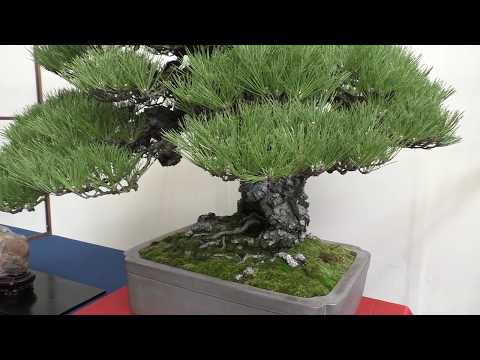貴重盆栽登録樹】国風賞受賞 黒松 銘「黒龍」Japanese Black Pine