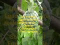#espiritualidade #arquetipos #curainterior #curaemocional #espíritus de cura 🌿👁️#bruxa #tarot