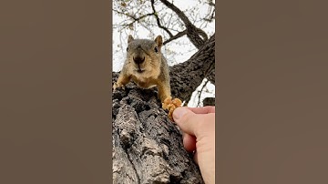 From the Wire to the Tree Squirrel Momma Faux has more wants than needs #animals #attitude #feed #op