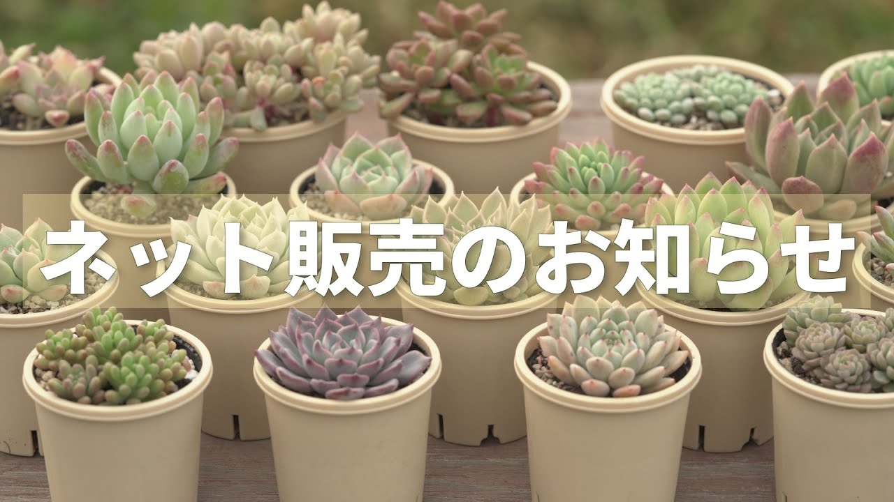 Sorry for the wait] We are holding a lottery sale. We have