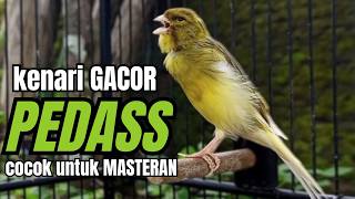 Masteran KENARI GACOR ngeroll panjang,Cuit Cuit Emosi AMPUH bikin kenari nyaut ,Masteran MURAI BATU