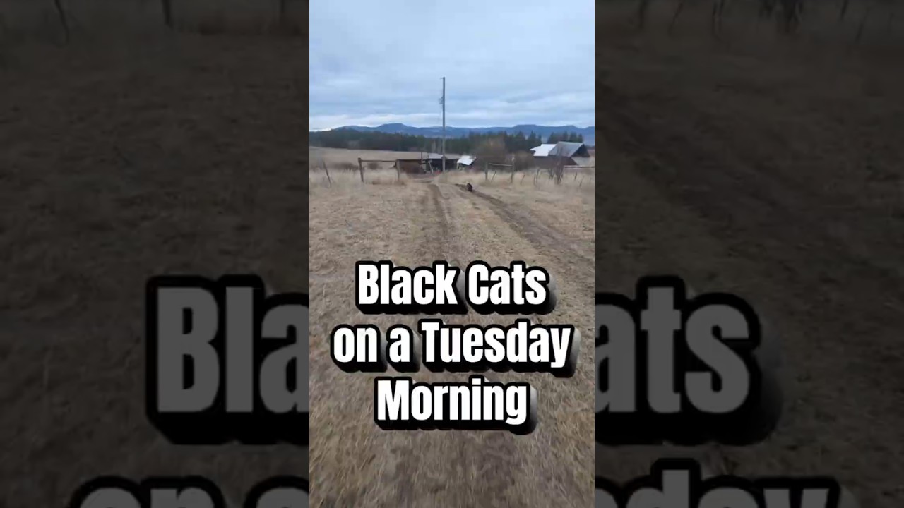 #blackcats family