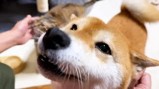 帰ってきた飼い主にぞろぞろとたくさんの柴犬と猫がついて行くのが毎日の日課です