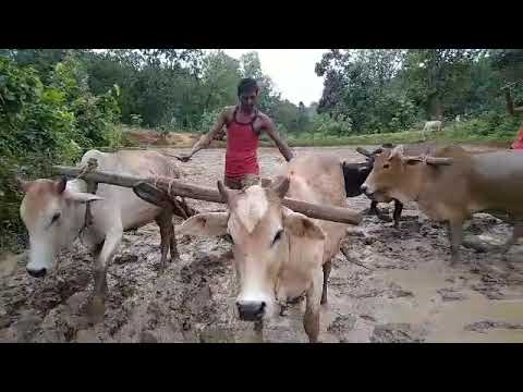 Ye bhuya ke lalan beta te to sidhwa Lal re  cg farmerRohit Kumar vlogs