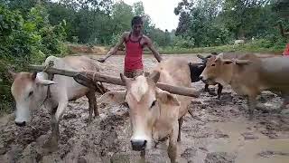 ye bhuya ke lalan beta te to sidhwa Lal re // cg farmer//Rohit Kumar vlogs// Thumb