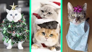 Christmas Cats Video Compilation 2020