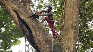 BEWARE OF SLIPPER‼️IT'S DIFFICULT TO FOLD TALL TREMBESI TREES DURING THE RAINY SEASON STIHL #ms660