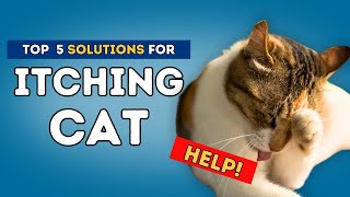 Itching Cat Help