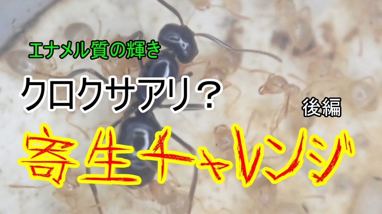 Ant Keeping Journal #141] Attempting to Parasitize a Black Ant