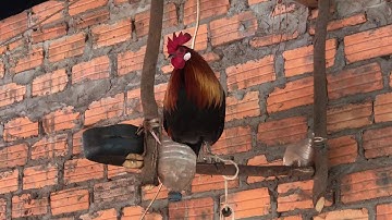 Me nyuam qaib zoo nrog thiab qua zoo nyob ntawm tus nyiam