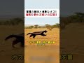草原の危険と勇敢なオス！ 食料を求める戦いの記録！ #ミツアナグマ #野生動物 #アフリカの草原 #親子の絆 #サバイバル
