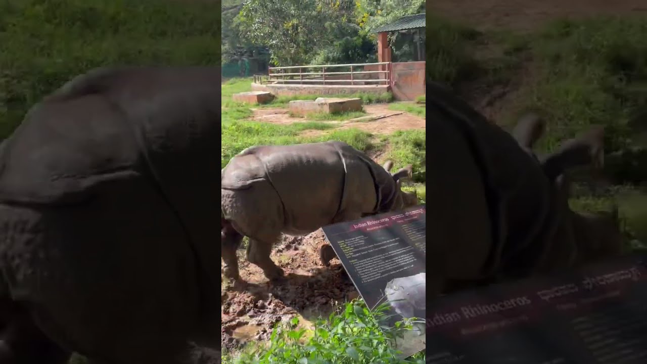 Strong Majestic Rhino Spotted At Mysore Zoo