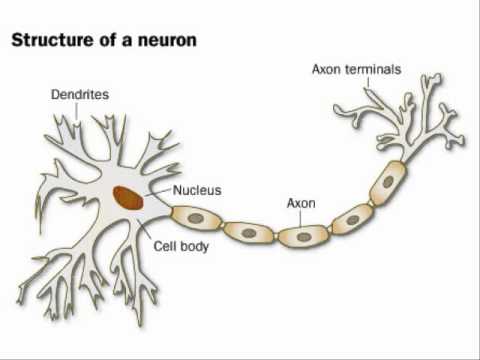 The Neuron Song - Slim Brady ft. Melody Minaj