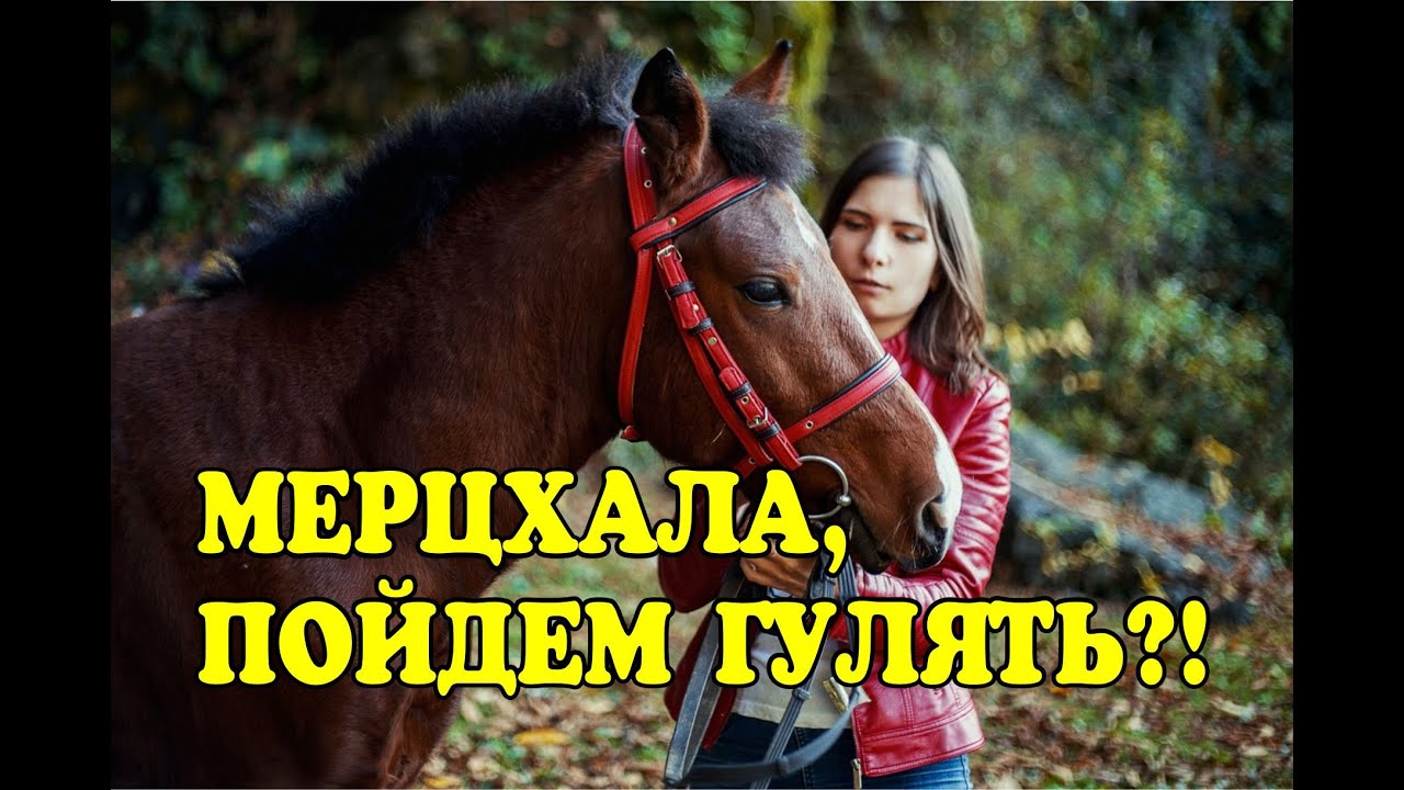Конные прогулки меганом